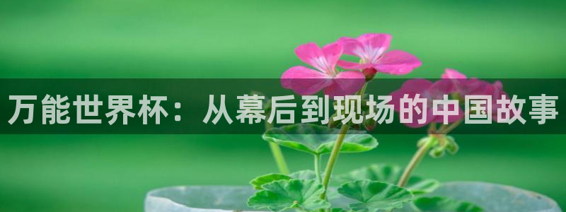 世界杯今年：万能世界杯：从幕后到现场的中国故事