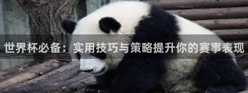 世界杯足球比赛：世界杯必备：实用技巧与策略提升你的赛事表现